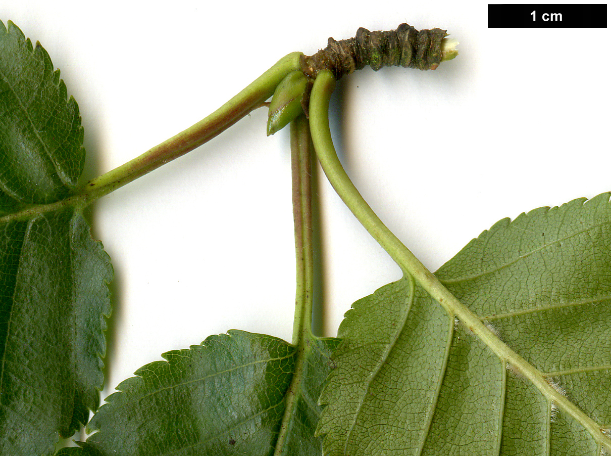 High resolution image: Family: Betulaceae - Genus: Betula - Taxon: utilis - SpeciesSub: subsp. utilis